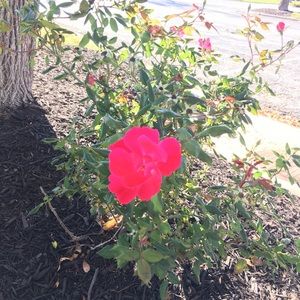 Meet your Posher, Annie